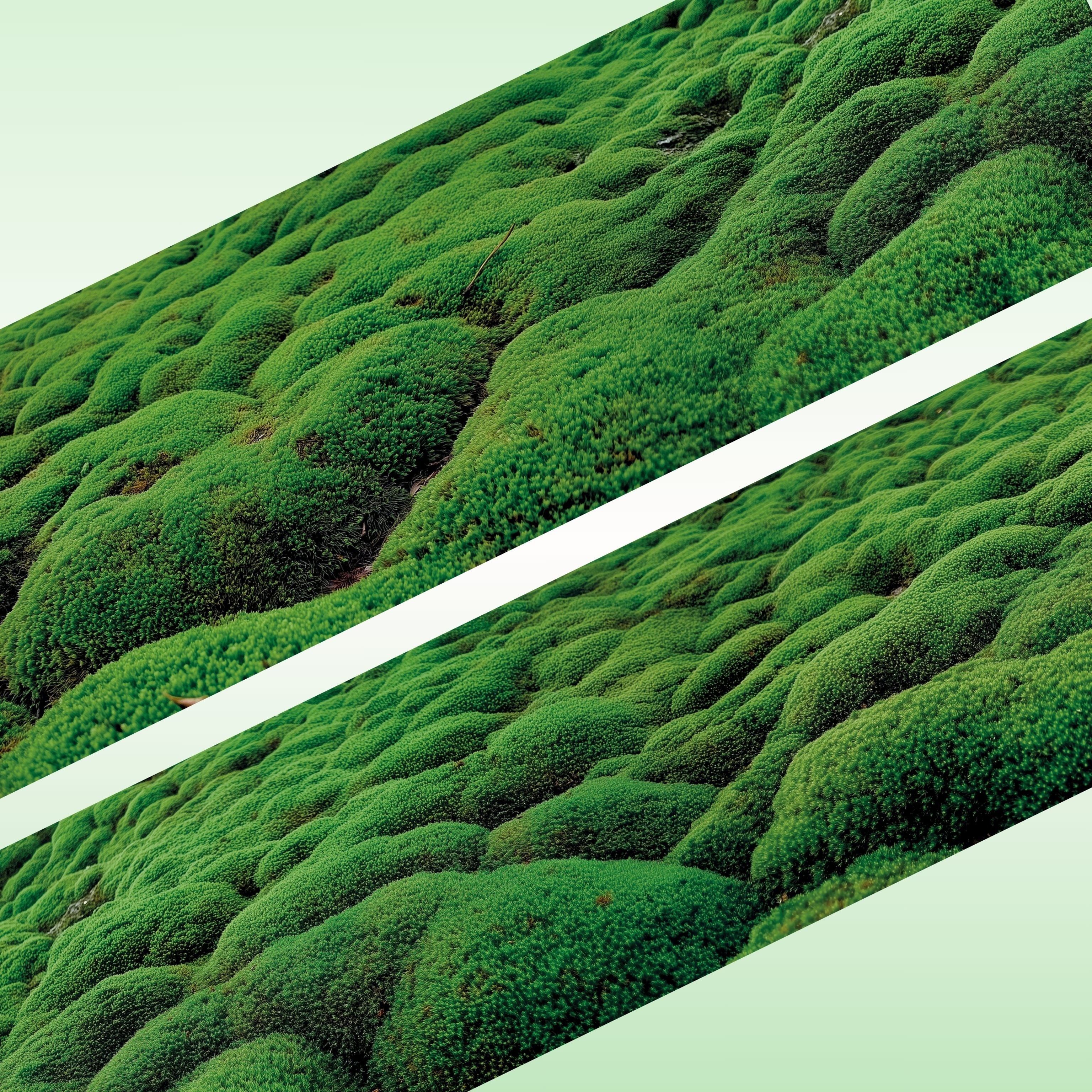 Viktashop Moss PET Tape 7cm x 1m - ViktaShop