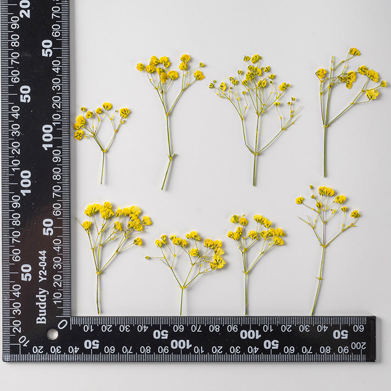 Dried Flower Stickers – Colorful Plant Material DIY, 9 Options - ViktaShop