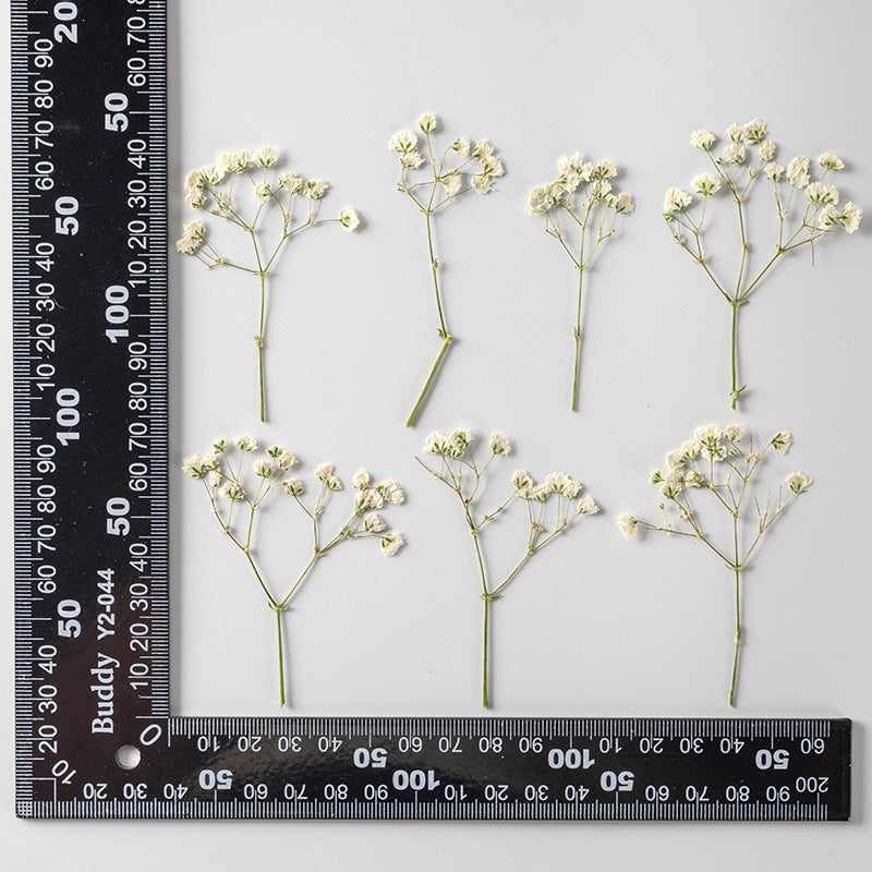 Dried Flower Stickers – Colorful Plant Material DIY, 9 Options - ViktaShop