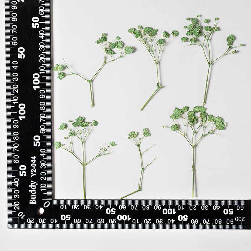 Dried Flower Stickers – Colorful Plant Material DIY, 9 Options - ViktaShop