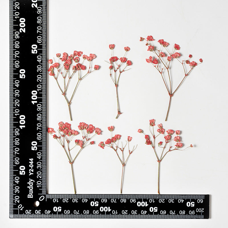 Dried Flower Stickers – Colorful Plant Material DIY, 9 Options - ViktaShop