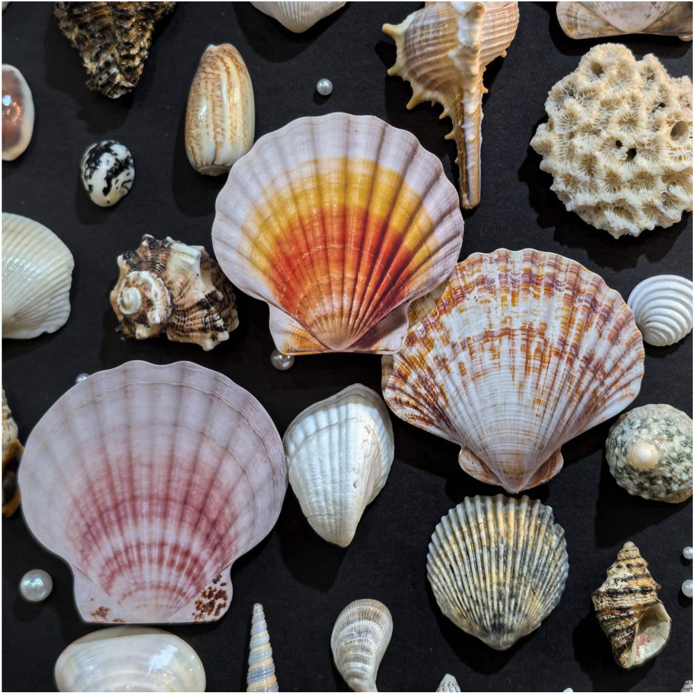 Seashell Series Hard Card Stickers 16 sheets 6 designs image 0