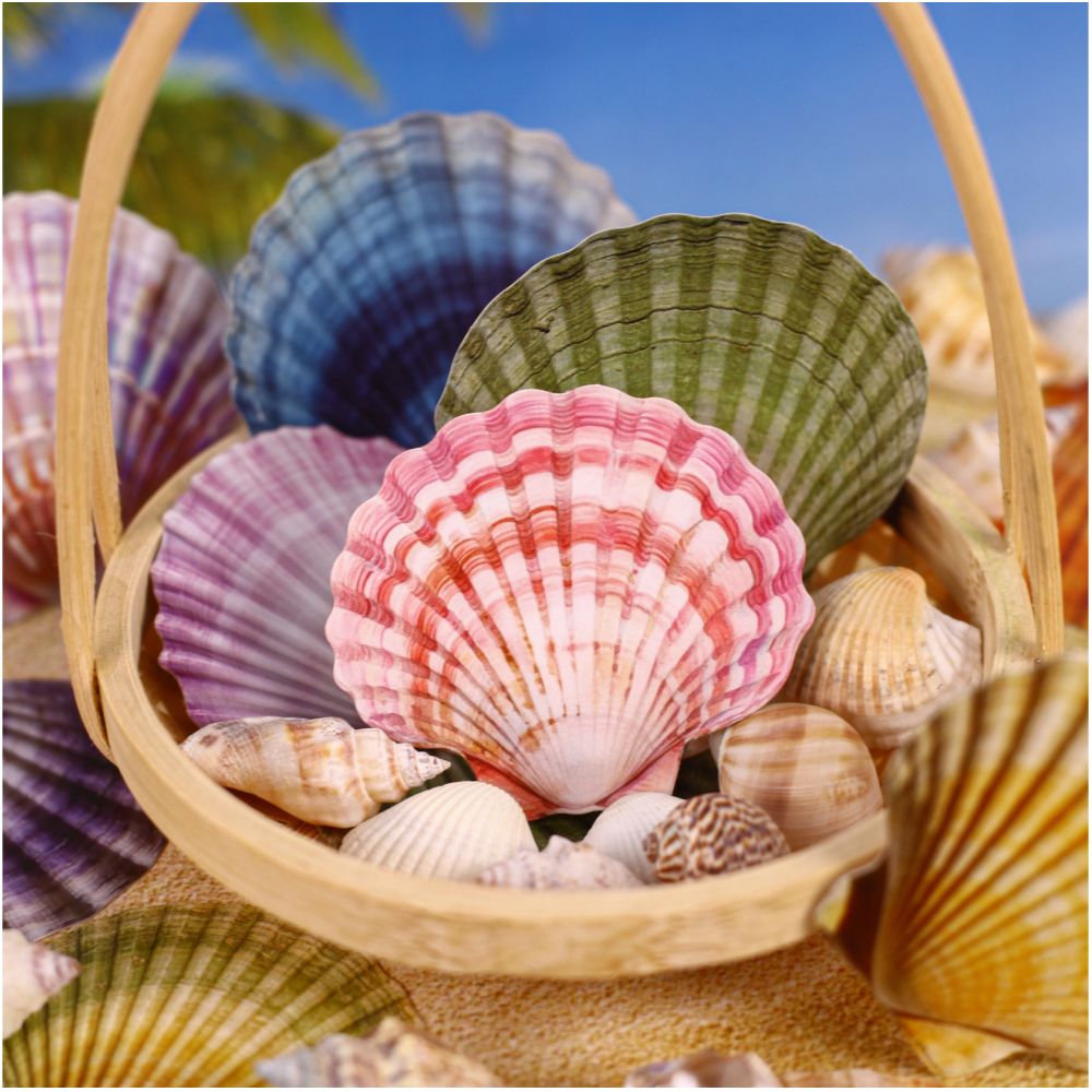 Seashell Series Hard Card Stickers 16 sheets 6 designs image 2
