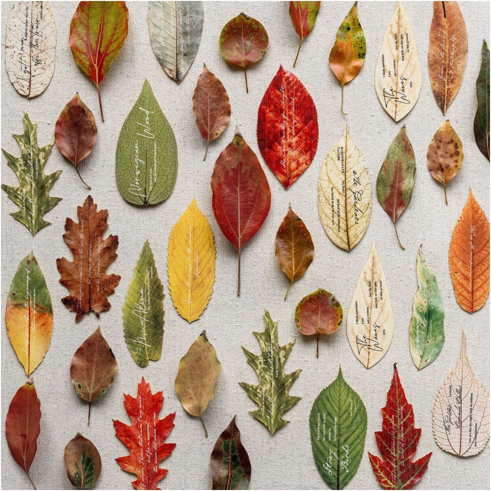 Forest Whispers Series Paper Box 10 Psc 4 Designs image 3