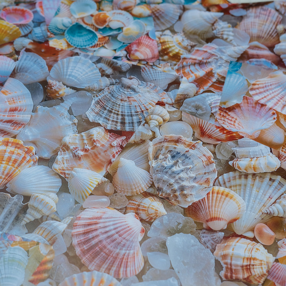 Ocean Shell Conch Background Paper 20 Sheets image 2