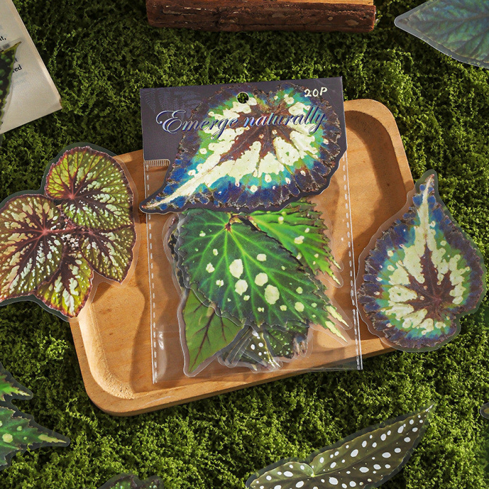 Natural and dyed series plant PET stickers 4 types 20 Pcs image 1