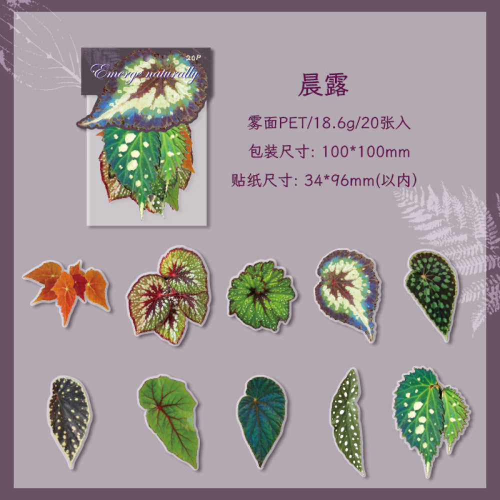Natural and dyed series plant PET stickers 4 types 20 Pcs