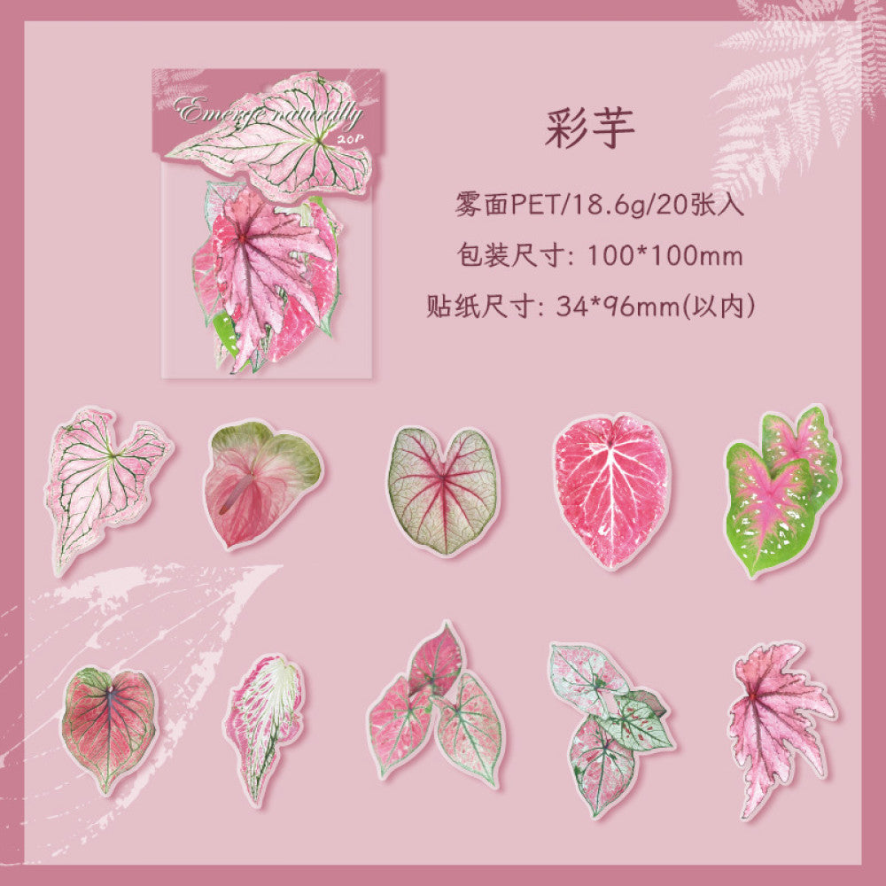 Natural and dyed series plant PET stickers 4 types 20 Pcs image 5