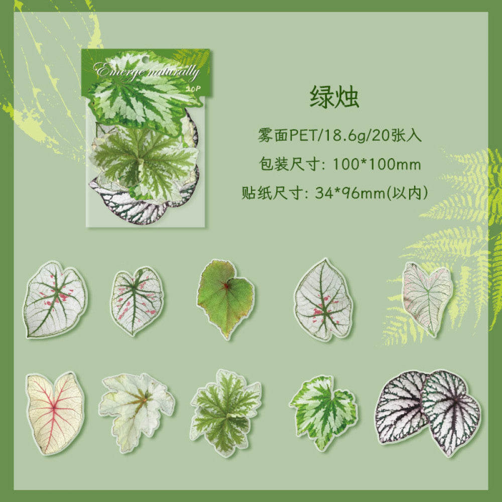 Natural and dyed series plant PET stickers 4 types 20 Pcs