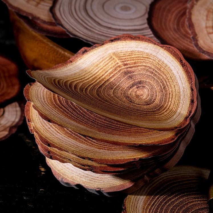 Tree Rings Series Paper Sticky Notes 4 Styles 60 pcs - ViktaShop